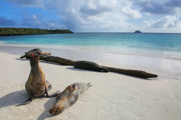 Galapagos oroszlánfókák Gardner-öbölben, Espanola sziget a strandon — Stock Fotó
