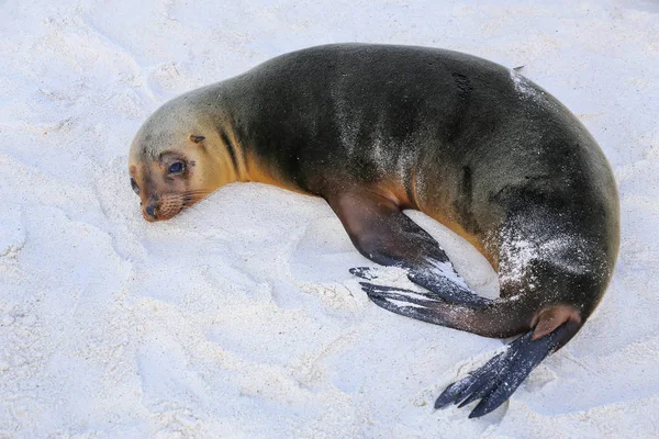 Galapagos sea lion lying on the beach at Gardner Bay, Espanola I