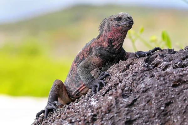 Marine iguana on Espanola Island, Galapagos National park, Ecuad — Stock Photo, Image