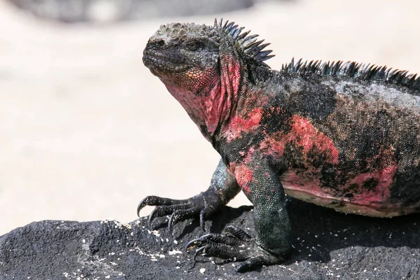 Weergave van marine iguana op Espanola eiland, Galapagos Nation sluit — Stockfoto