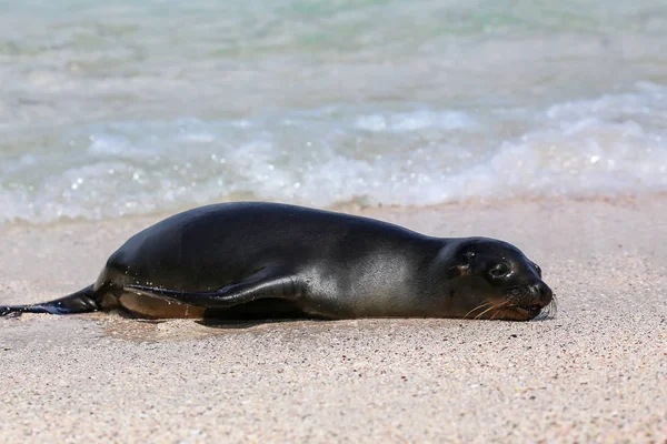 Galápagos leão marinho descansando na praia na Ilha Espanola, Gala — Fotografia de Stock