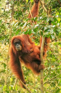 Kadın Sumatra orangutan Gunung bir ağacın altında oturup bebek 