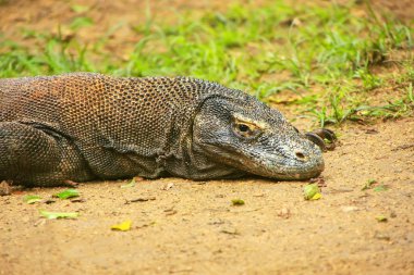 Komodo dragon resing ın Komodo Ulusal Parkı, Nu Rinca adada