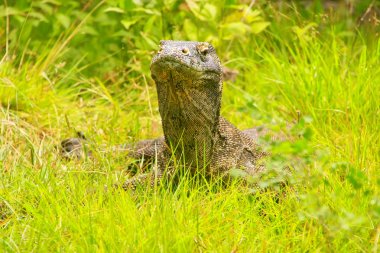 Komodo dragon Komo adasında Rinca çimlere yatan portresi