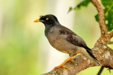 Taveuni Island, Fiji bir ağaçta oturup..... orman myna
