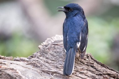 Oryantal Saksağan-bir ağaçta oturup..... robin (Copsychus saularis) 