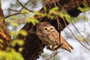 Benekli owlets (Athene brama) Keoladeo Ghan bir ağaçta oturup...