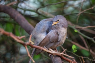 Keoladeo bir ağaçta oturup..... orman yedikardeşi (Turdoides striata)