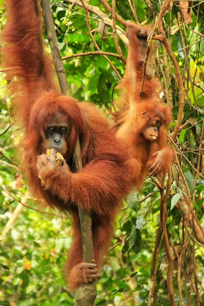 Orango femminile di Sumatra con un bambino seduto su un albero a Gunun — Foto Stock