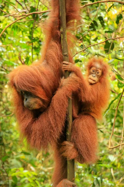 Gunun の木の上に座って赤ちゃんと女性のスマトラオランウータン — ストック写真