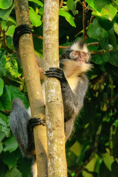 Томас мавпи leaf (Presbytis thomasi) сидить на дереві в Gunu — стокове фото