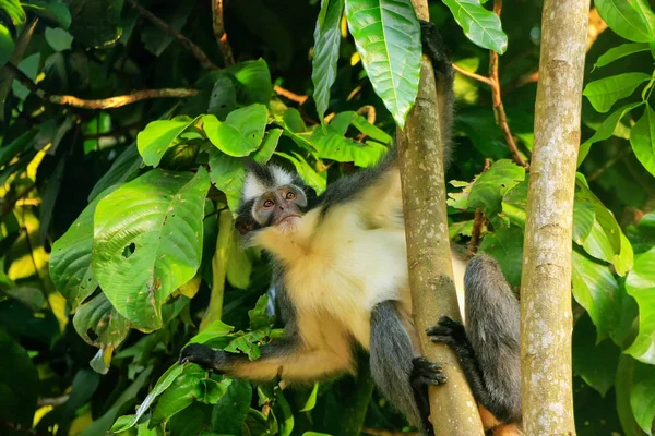 Mono Thomas (Presbytis thomasi) sentado en un árbol en Gunu —  Fotos de Stock