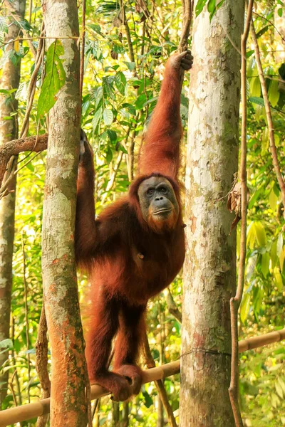 Orango femminile di Sumatra in piedi su un bambù a Gunung Leuser — Foto Stock