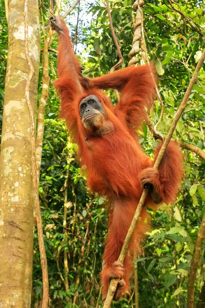 Orango femminile di Sumatra appeso tra gli alberi, Gunung Leuser Na — Foto Stock