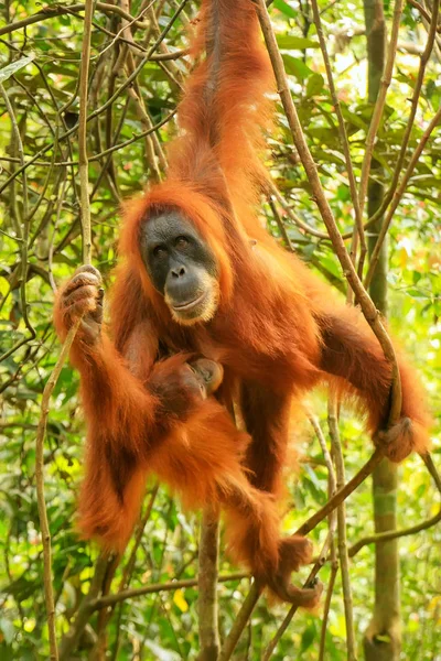 Ženy orangutan sumaterský s dítětem visí na stromech, Gunu — Stock fotografie