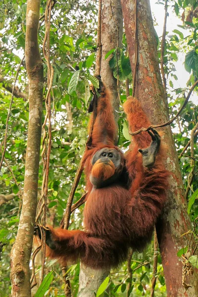 Mužské orangutan sumaterský visí na stromech v Gunung Leuser národ — Stock fotografie