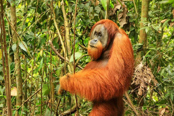 Male Sumatran orangutan standing on the ground in Gunung Leuser — Stock Photo, Image