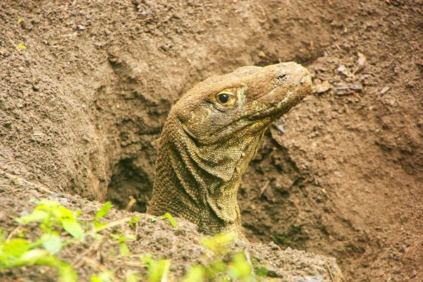 Portrait of Komodo dragon digging a hole on Rinca Island in Komo