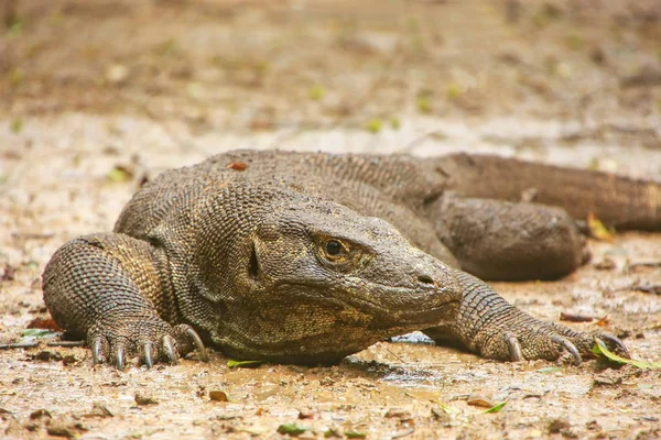躺在地上的科莫多巨蜥本土林卡岛上的科莫多龙 — 图库照片
