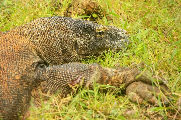 Комодо дракона, що лежить в траві, на Rinca острові в Комодо Національний — стокове фото