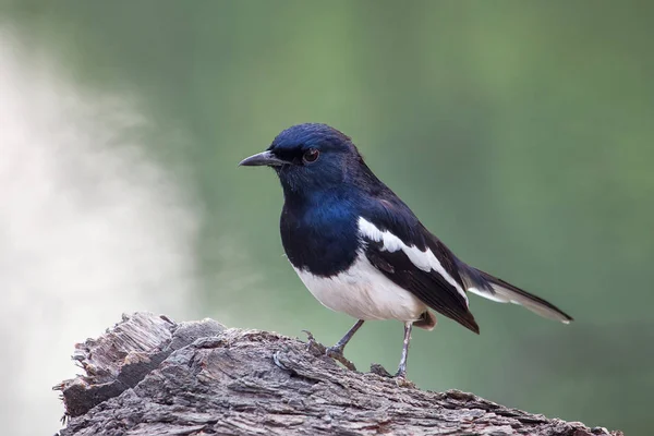 Orientální Straka robin (Copsychus saularis) sedí na stromě v — Stock fotografie