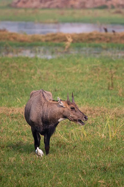 Masculino Nilgai (Boselaphus tragocamelus) em pé em Keoladeo Gana — Fotografia de Stock