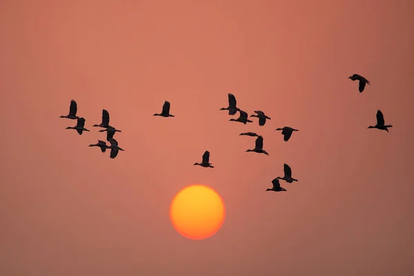 Menší pískání kachny létání při západu slunce v národě Keoladeo Ghana — Stock fotografie