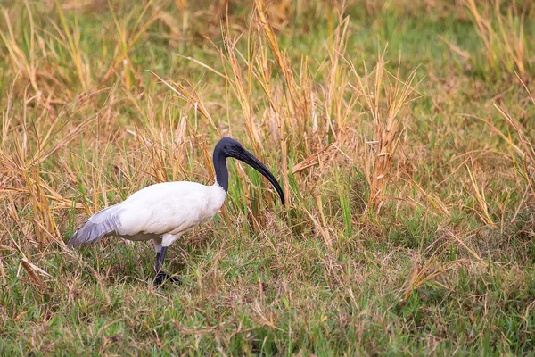 黑头宜必思 （Threskiornis 黑头） 走在 · 高拉 — 图库照片