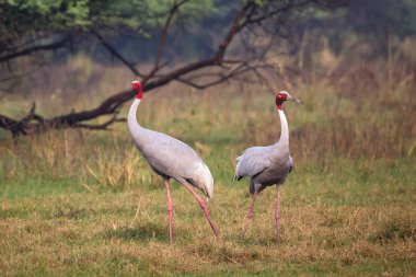 Sarus vinçler (Grus antigone) Keoladeo Gana Milli Parkı, Bh '