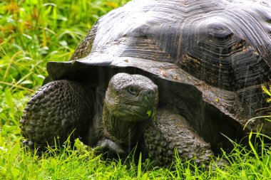 Galapagos dev kaplumbağa Santa Cruz Adası Galapagos Natio '
