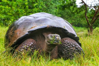 Galapagos dev kaplumbağa Santa Cruz Adası Galapagos Natio '