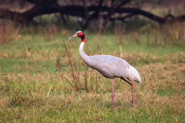 Grúa sarus (Grus antigone) en el Parque Nacional Keoladeo Ghana, Bha — Foto de Stock