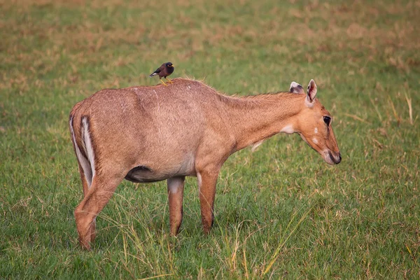 Női nilgau, Brahminy myna ül rajta Keoladeo Nati — Stock Fotó