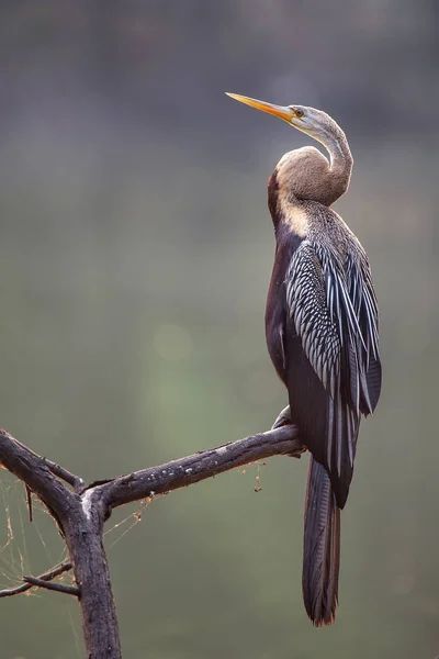 Oriental darter (Anhinga melanogaster) sentado em uma árvore em Keol — Fotografia de Stock