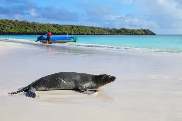 Galapagos lew morski na plaży nad zatoką Gardner, Espanola wyspa, — Zdjęcie stockowe