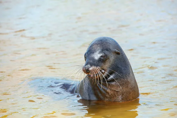 Galapagos Seelöwe spielt in der Gardner Bay, Espanola Island, Gala — Stockfoto