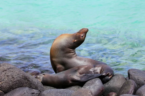 Galapagos sea lions lying on rocks at Suarez Point, Espanola Isl