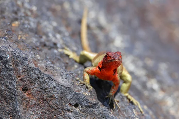 西班牙岛上的雌性遮光罩熔岩蜥蜴 — 图库照片