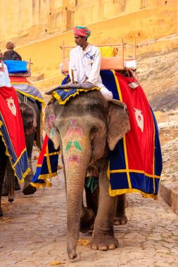 Amber, Hindistan - 1 Mart: Kimliği belirsiz rides elephan dekore edilmiş