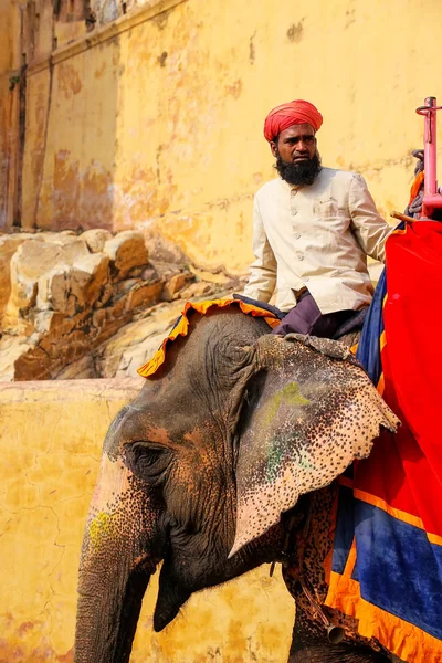 Amber, India - 13 November: Onbekende man rijdt ingericht ele — Stockfoto