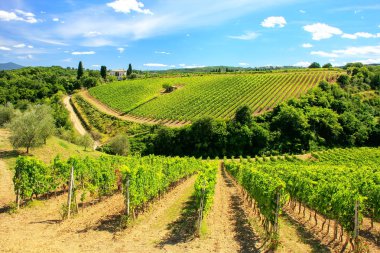 Montalcino Val d'Orcia, Toskana, İtalya yakınındaki üzüm bağları. Montalcino, Brunello di Montalcino şarap için ünlüdür.