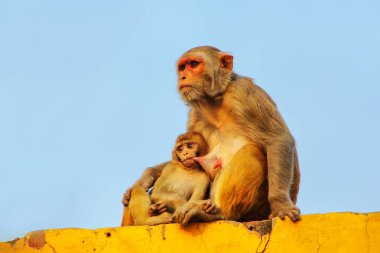 Rhesus makak bir duvara Agra, Uttar Pradesh, Hindistan Taj Ganj Mahallesi'nde oturan bir bebekle. Agra Uttar Pradesh'ın en kalabalık şehirlerinden biridir