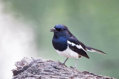 Oryantal Saksağan bir ağaç Keoladeo Gana Milli Parkı'nda, Bharatpur, Hindistan üzerinde oturan bir kez deneme (Copsychus saularis). Parkta korumalı bir kutsal 1971 yılında ilan edildi.