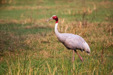Sarus crane (Grus antigone) in Keoladeo Ghana National Park, Bharatpur, Rajasthan, India. Sarus crane is the tallest of the flying birds. clipart