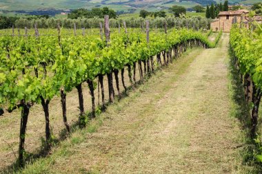 Montalcino, Val d'Orcia, Toskana, İtalya yakın bir bağ üzüm sarmaşıklar satırlarının. Montalcino, Brunello di Montalcino şarap için ünlüdür.