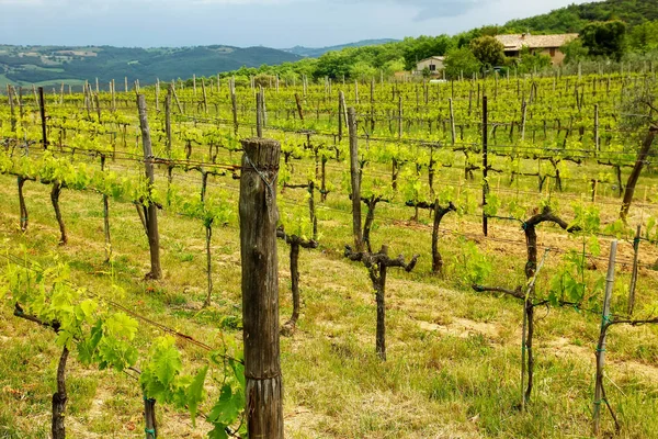 Řádky Hroznů Vinné Révy Vinici Nedaleko Montalcino Val Orcia Toskánsko — Stock fotografie