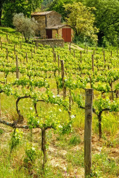 Wijngaard Met Een Kleine Boerderij Montalcino Val Orcia Toscane Italië — Stockfoto