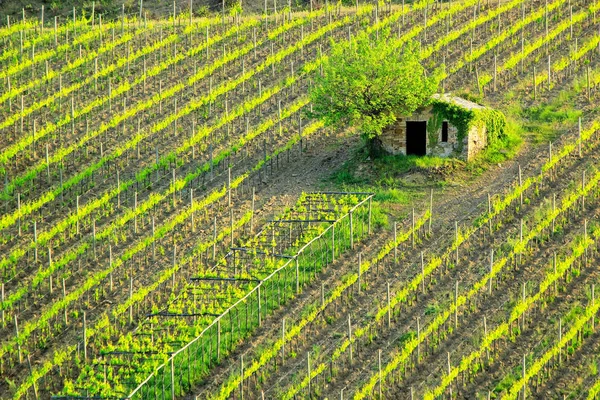 Viñedo Con Una Pequeña Granja Montalcino Val Orcia Toscana Italia — Foto de Stock