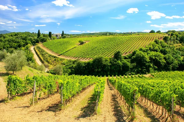 Αμπελώνες Κοντά Montalcino Val Orcia Τοσκάνη Ιταλία Μονταλτσίνο Είναι Διάσημη — Φωτογραφία Αρχείου