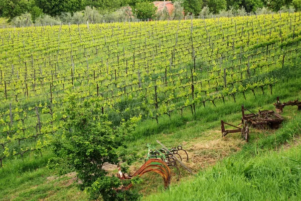 モンタルチーノ ヴァル ドルチャ トスカーナ イタリアの近くの畑でブドウの行 モンタルチーノのブルネッロ モンタルチーノ ワインで有名です — ストック写真
